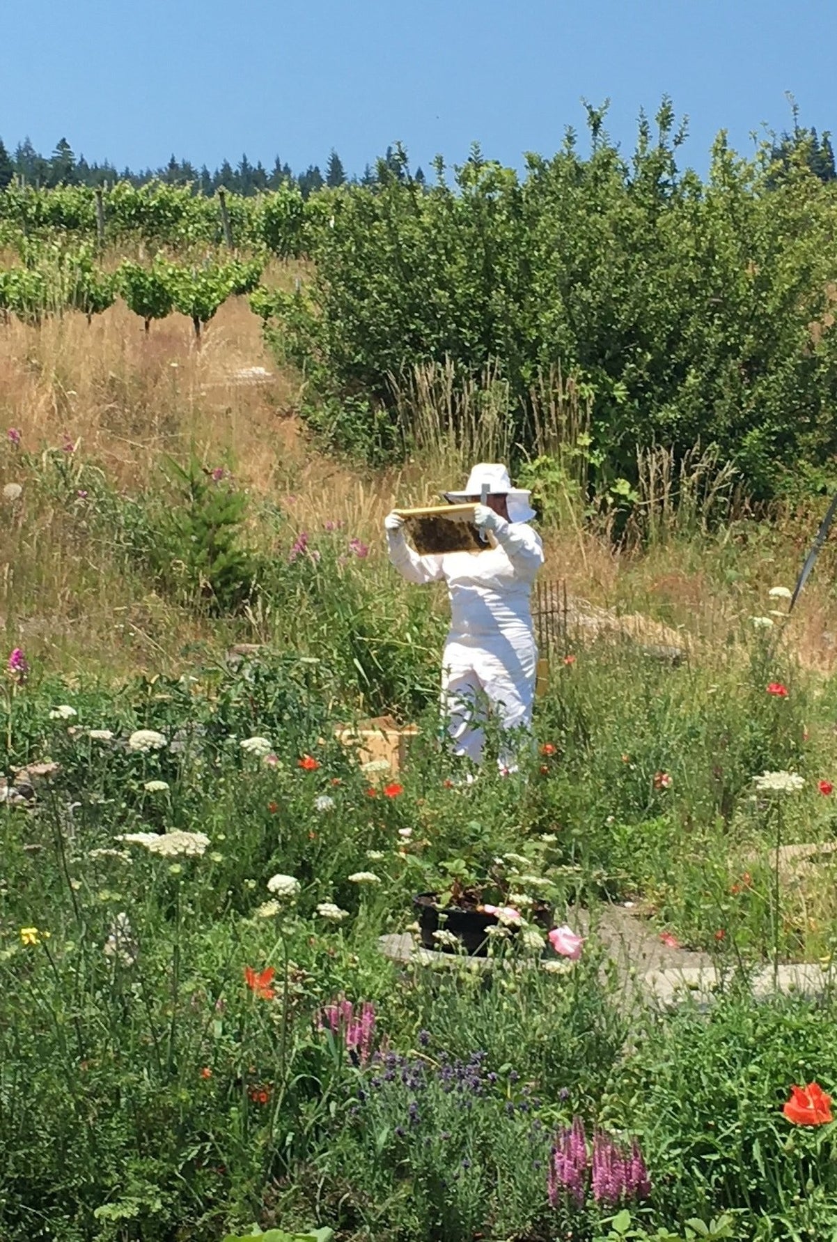PT 665 Pollinator Garden & Urban Reclamation Mix - Pro Time Lawn Seed