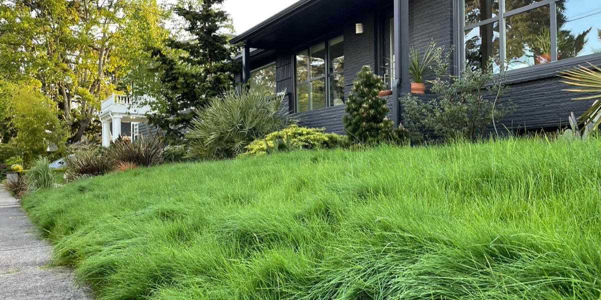 jrk 4 fescue low grow no mow grass seed mix PT 701 Let It Grow Grasses A No Mow Alternative– Pro Time Lawn Seed