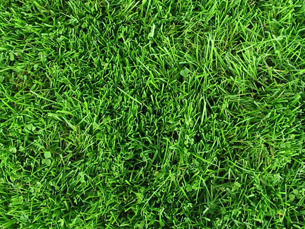 PT 769 R&R Eco-Turf Mix with Microclover® ProTime Lawn Seed