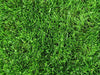 PT 769 R&R Eco-Turf Mix with Microclover® ProTime Lawn Seed