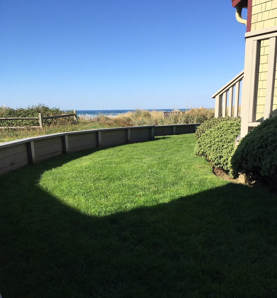 planting shade grass seed PT 305 Shade/Sun Mix