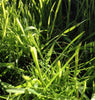 PT 442 BES Grassy Swale Native Mix Pro Time Lawn Seed