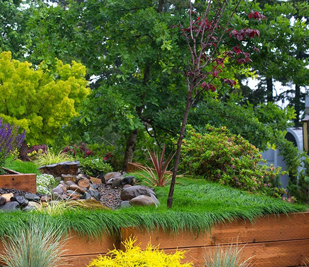 PT 701 Let It Grow Grasses--A No Mow ProTime Lawn Seed