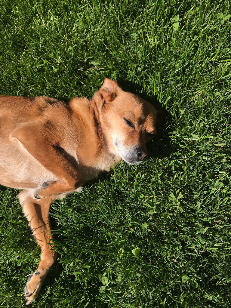 PT 767 Dog Park Eco-Lawn Mix with Microclover® ProTime Lawn Seed