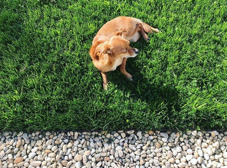 planting grass seed with dogs PT 767 Dog Park Eco-Lawn Mix with Microclover®