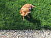 PT 767 Dog Park Eco-Lawn Mix with Microclover® ProTime Lawn Seed