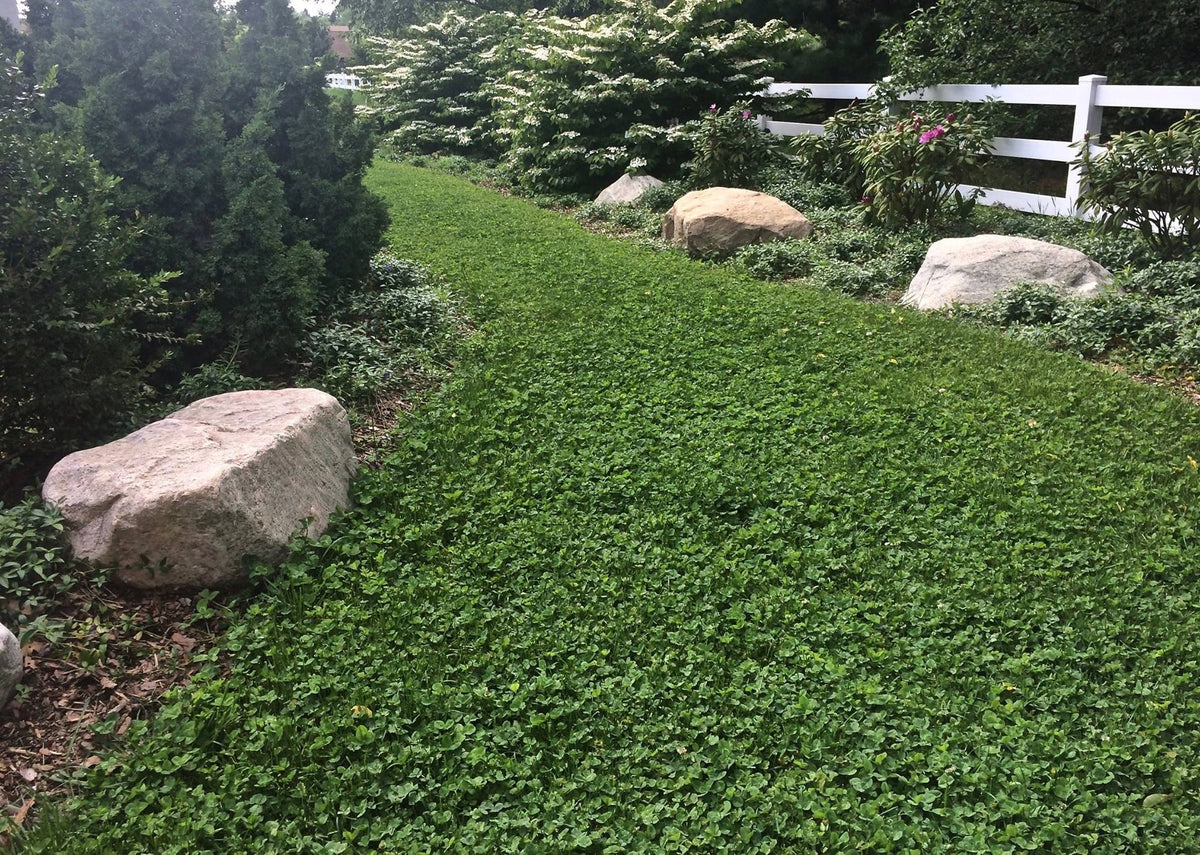 PT_767_ecolawn_green_path_at_l