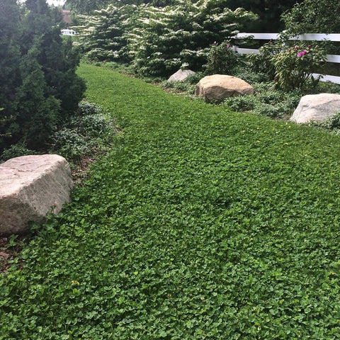 PT 767 Dog Park Eco-Lawn Mix with Microclover® ProTime Lawn Seed