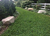 PT 767 Dog Park Eco-Lawn Mix with Microclover® ProTime Lawn Seed