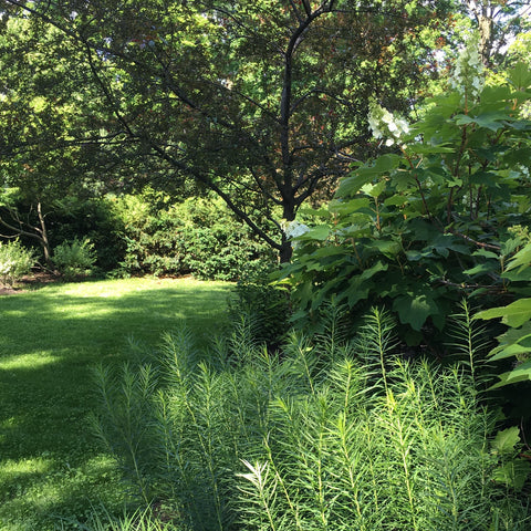 PT 769 R&R Eco-Turf Mix with Microclover® ProTime Lawn Seed