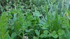 PT 770 Water Less Eco-Lawn Mix Pro Time Lawn Seed