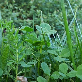 PT 770 Water Less Eco-Lawn Mix Pro Time Lawn Seed