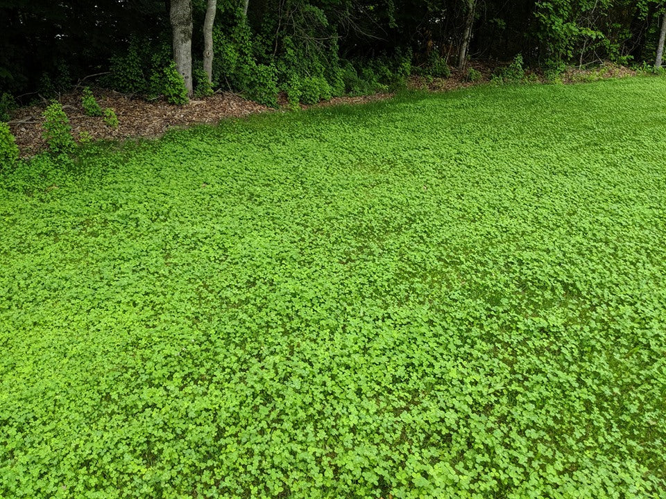 PT 770 Water Less Eco-Lawn Mix Pro Time Lawn Seed