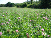 PT 008 Urban Farm Pasture Mix Pro Time Lawn Seed