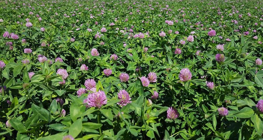 clover seed lawn planting Red Clover