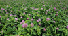 Red Clover Pro Time Lawn Seed