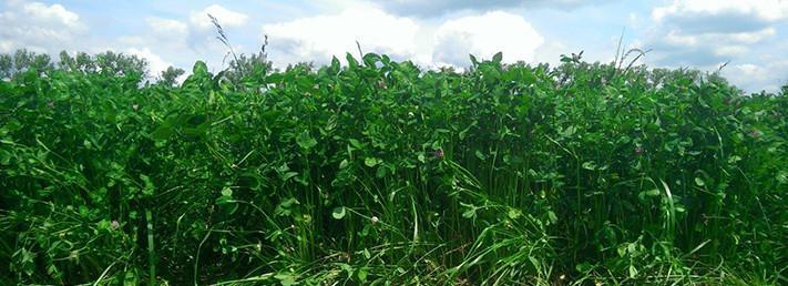 Red Clover Pro Time Lawn Seed