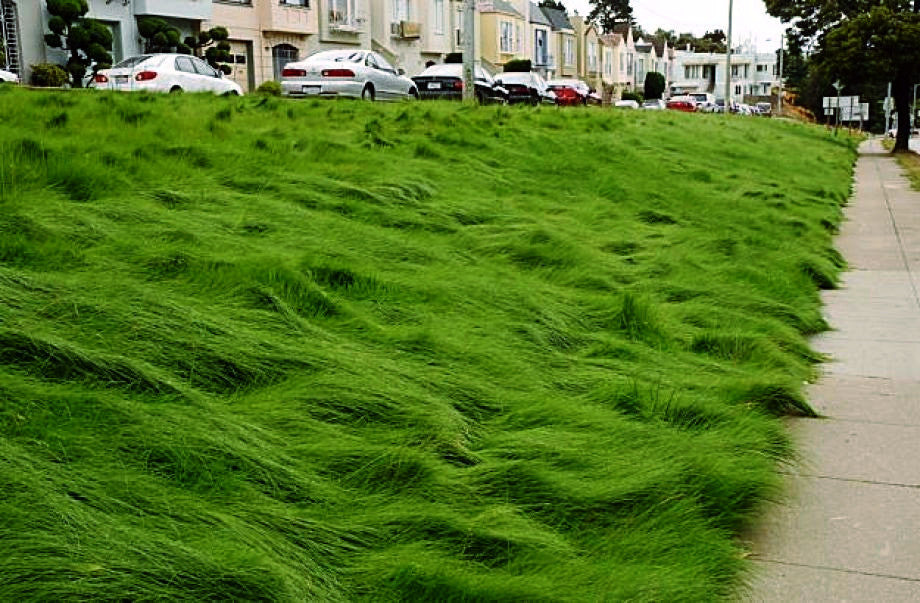 low grow no mow grass seed PT 701 Let It Grow Grasses--A No Mow