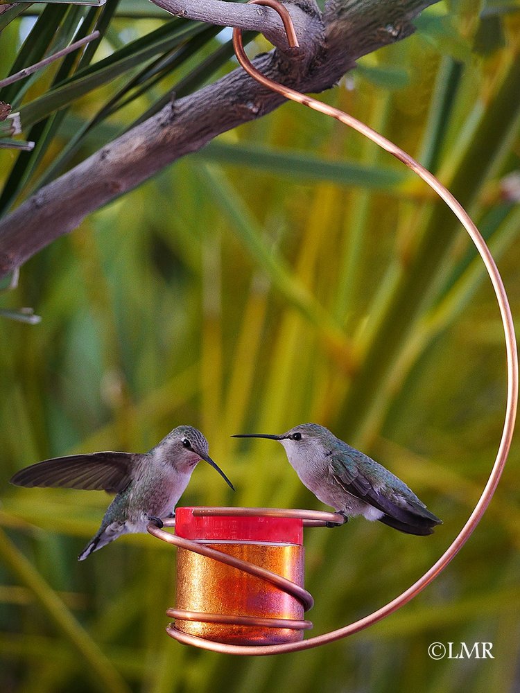 Copper Hummingbird Feeder Pro Time Lawn Seed
