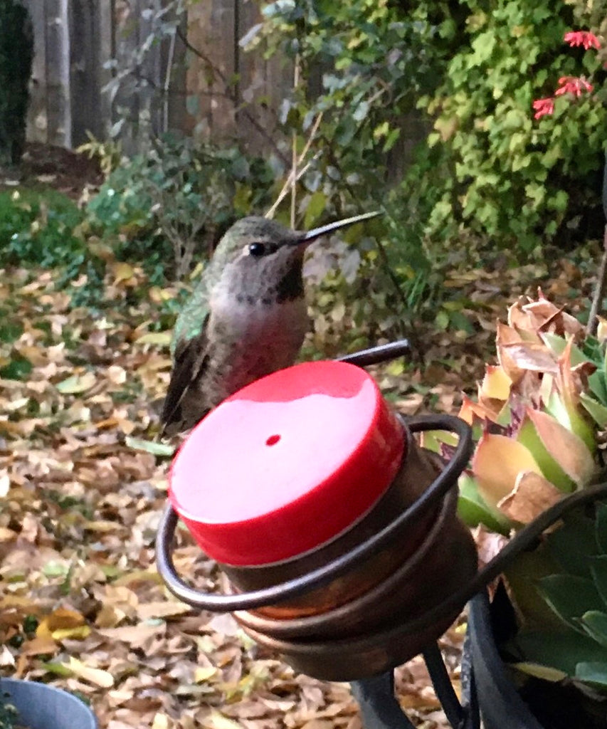 plant pot feeders Flower Pot Stake Copper Hummingbird Feeder– Pro Time Lawn Seed
