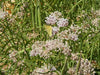 Native Narrow-Leaved Milkweed - 1/16 ounce Pro Time Lawn Seed