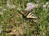 Native Narrow-Leaved Milkweed - 1/16 ounce Pro Time Lawn Seed