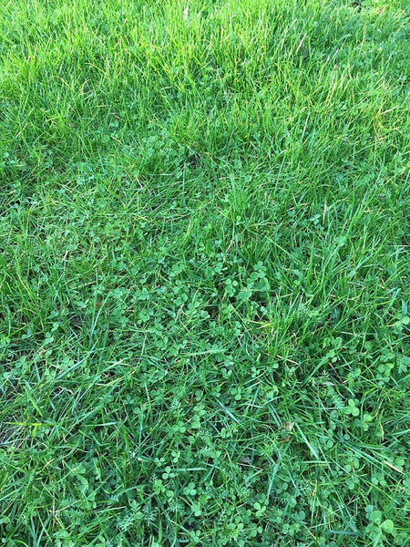 PT 764 Verdant Lawn - Pro Time Lawn Seed