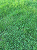 PT 764 Verdant Lawn ProTime Lawn Seed