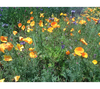 PT 665 Pollinator Garden & Urban Reclamation Mix Pro Time Lawn Seed