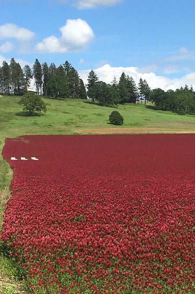 Crimson Clover Pro Time Lawn Seed