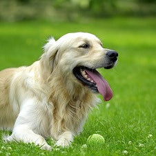 PT 767 Dog Park Eco-Lawn Mix with Microclover® ProTime Lawn Seed