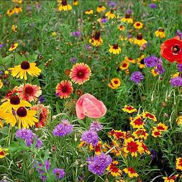 PT 658 Perennial Wildflower Mix Pro Time Lawn Seed