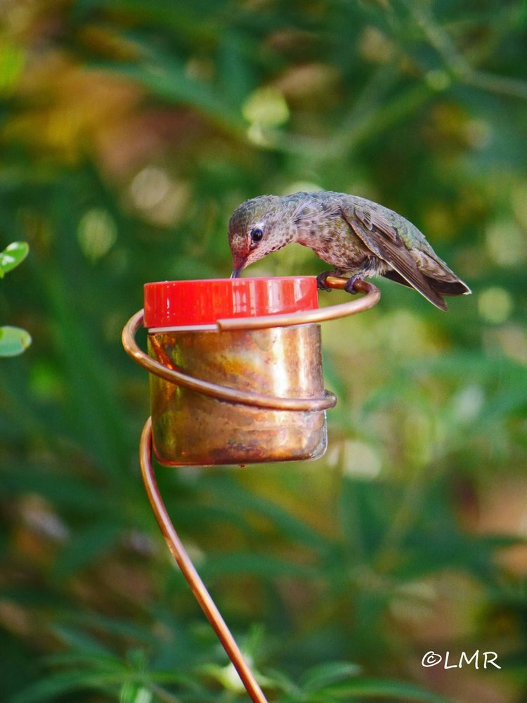 potted plants for hummingbirds Flower Pot Stake Copper Hummingbird Feeder