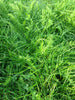 PT 764 Verdant Lawn ProTime Lawn Seed