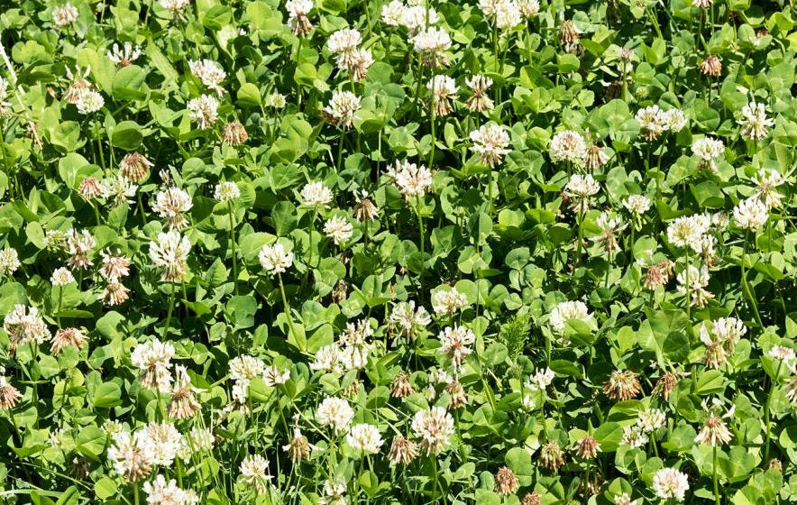 planting white dutch clover seed White Clover