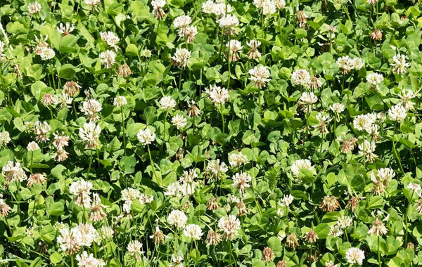 White Clover Pro Time Lawn Seed